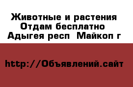 Животные и растения Отдам бесплатно. Адыгея респ.,Майкоп г.